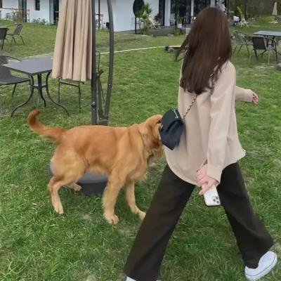 八公犬物语